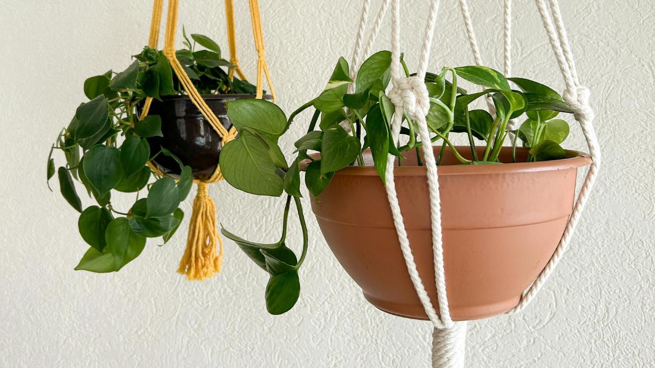 Las plantas que jamás debes tener en casa porque son un riesgo energético, según el Feng Shui